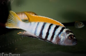 Cynotilapia Zebroides 'Jalo Reef'